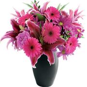 Fuchsia 