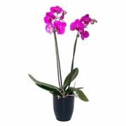 Orchid Plant In a stylish pot