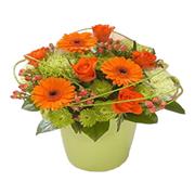 Citrus Blast Arrangement
