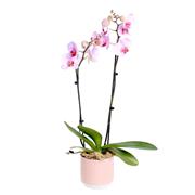 Tropical Beauty Orchid