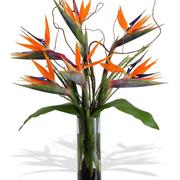 Strelitzia Bouquet