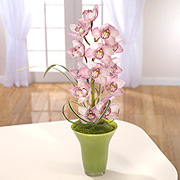 Cymbidium Orchid arrangement 