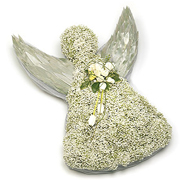 Gypsophilia Angel 