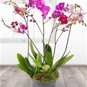 Orchid Trio