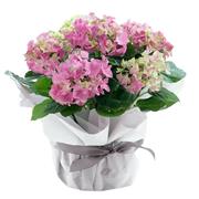 Pink Hydrangea Plant