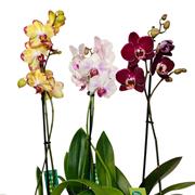 Tropical Orchid Plant- Florist Choice 