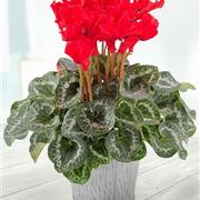 Red Christmas Cyclamen 
