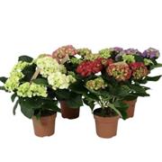 Hydrangea Plant- Florists Choice 