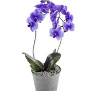 Blue Lagoon Orchid 