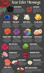 Rose Colour Guide