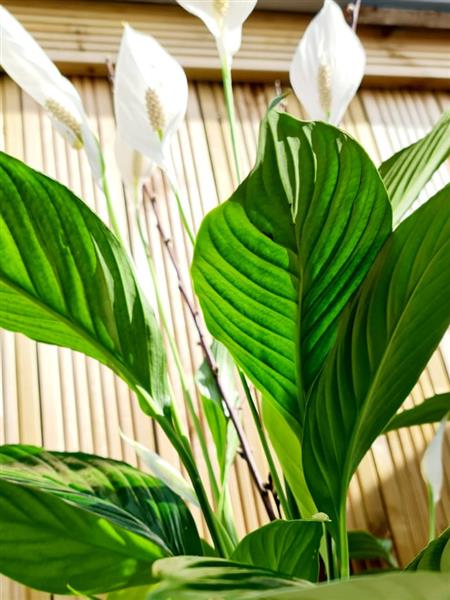 Giant Peace Lily plant